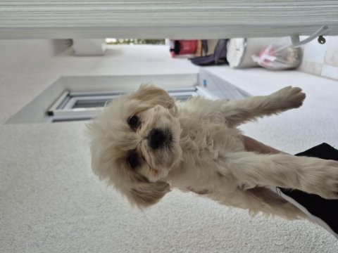 Maltipoo yavru 55 günlük