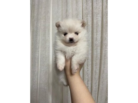Pomeranian boo 3 aylık yavrularımız