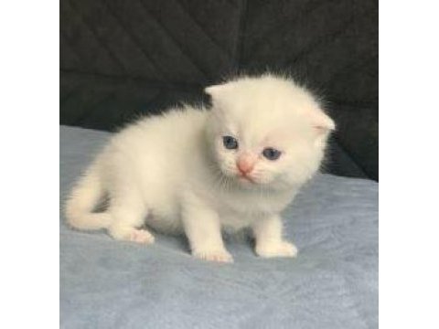 Safkan scottish fold & british shorthair kediler