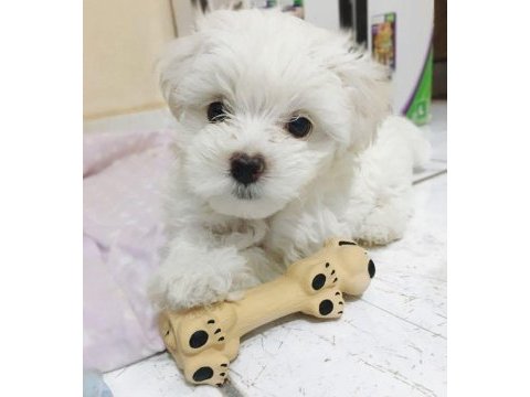 Maltese terrier a kalite teacup miniklerim