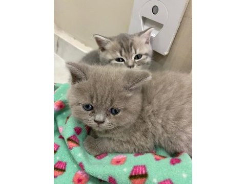 Lilac renk british shorthair yavrular