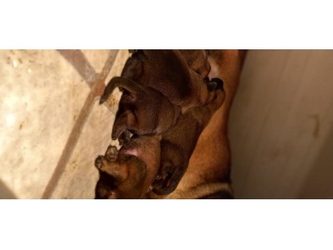 Malinois krallığından yavrular