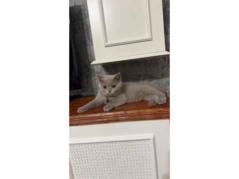 Çok güzel british shorthair yavrular