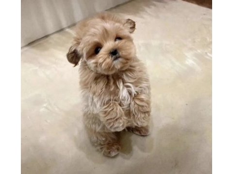 Türkiyenin en iyi kore maltipoo yavruları