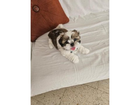 Shih tzu ömürlük ailesini arıyor
