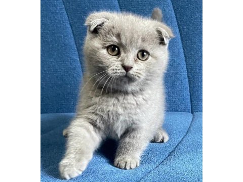 Yavru scottish fold kedimiz