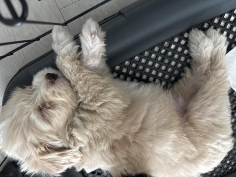 Maltipoo yavru