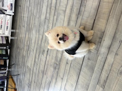 Orijinal pomeranian dişi yavru