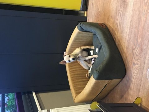 Safkan orjinal pinscher