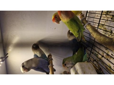 Birbirinden güzel yavru bebek sevdalar ve cennetler