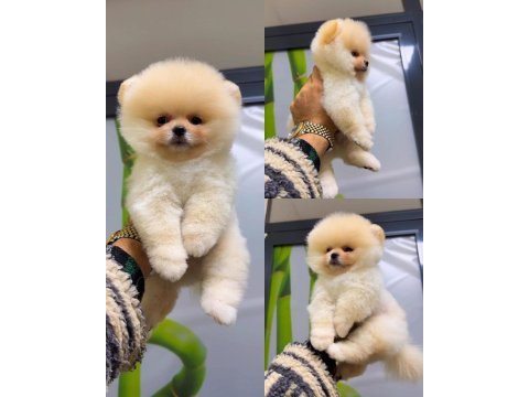 81 ile sağlıklı gönderim pomeranian boo