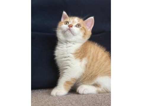 Safkan british shorthair red bicolor 3 aylık erkek