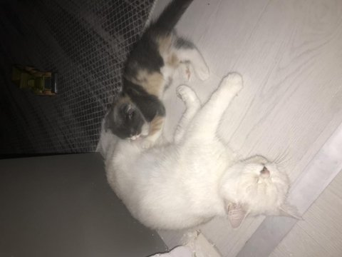 70 günlük scottish fold dişi
