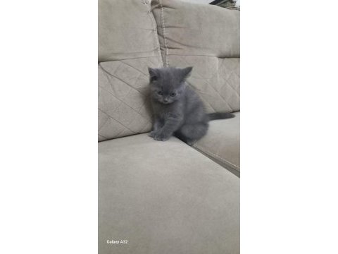 British shorthair kedimize yeni yuva aranıyor