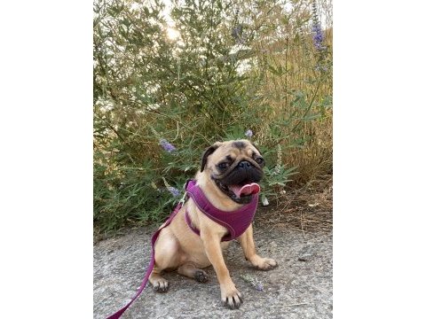 Pug köpeği dişi