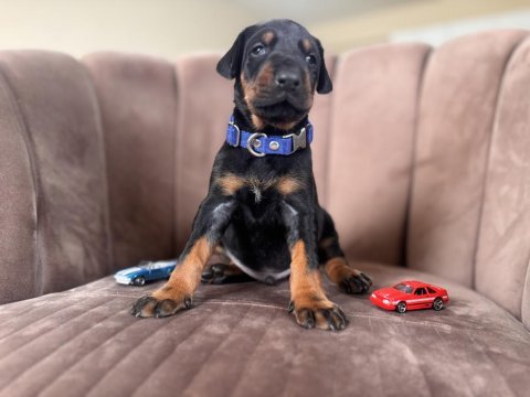 Doberman yavrularımız rezerveye açılmıştır