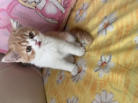 Tamamen ücretsiz kedimiz