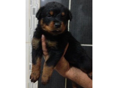 Orijinal rottweiler bebekler
