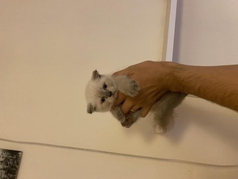 A kalite ev üretimi scottish fold bebekler