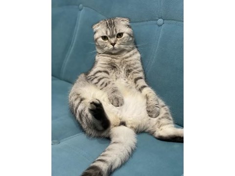 1.5 yaş oturan scottish fold kedimiz