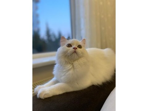 İran persian erkek kedimiz var dişi arıyoruz