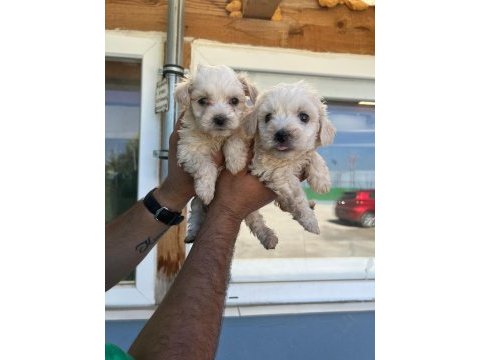 Maltipoo adrese teslim, kapıda ödeme yapabilirsiniz
