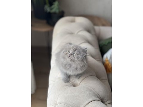 Show kalite british longhair yavrum