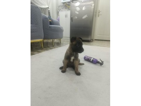 Yavru belçika kurdu 2 erkek 1 dişi yavrular
