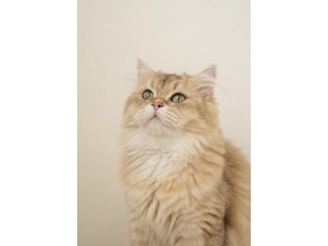 British longhair safkan erkek istanbul beylikdüzü