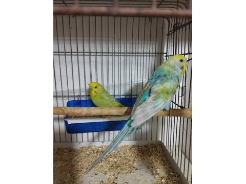 Hazır rainbow takım muhabbet kuşu