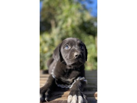 Cane corso yavrular