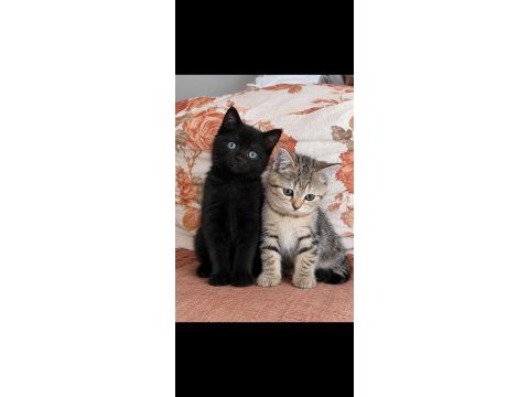 British shothair silver tabby cocolate