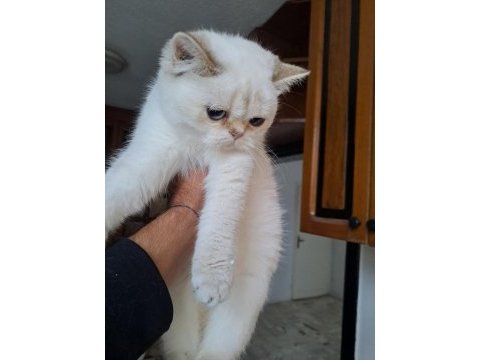 Show kalite british shorthair yavrular