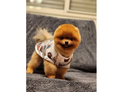 1 yaşında efsane ötesi erkek teddy bear surat pomeranian