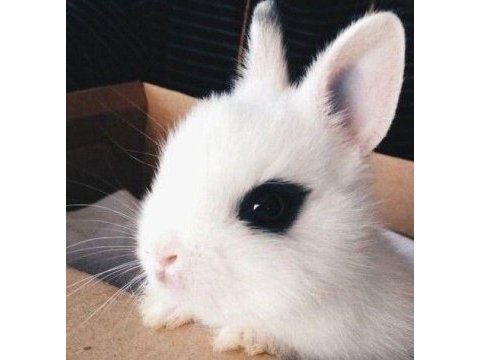 Minik hotot sürme göz tavşan