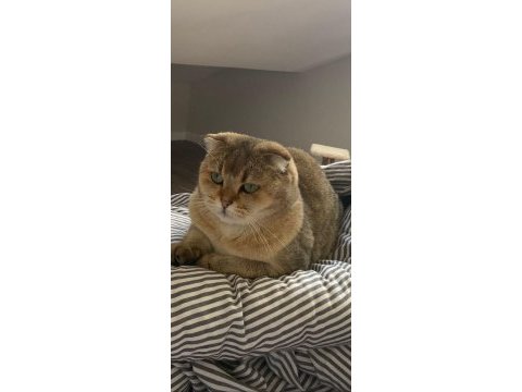 Scottish fold dişi