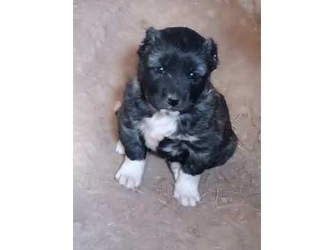Kangal yavrusu