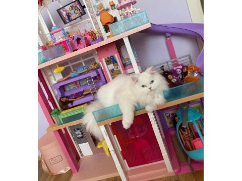 Chinchilla kedimiz bellaya erkek damat adayı arıyoruz