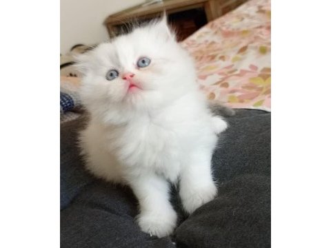 Rengarenk chinchilla kedisi