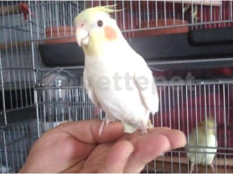 Kuşçu babadan meraklısına sultan papağanı