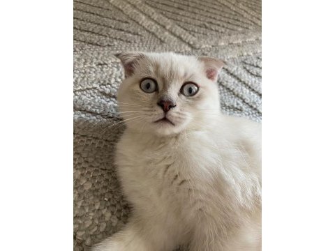 Silver scottish fold