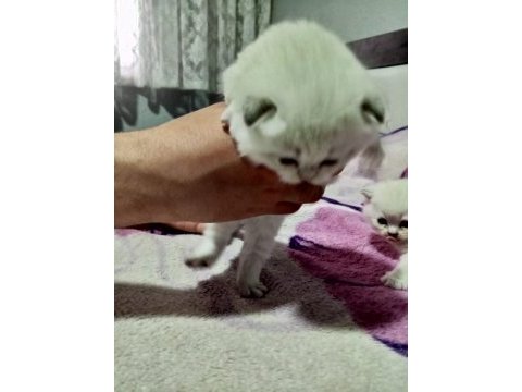 Scottish fold 2 aylık yavrular