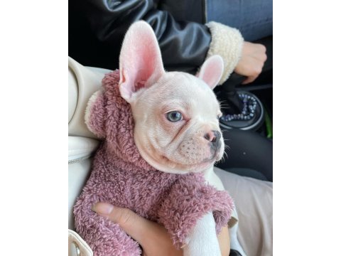 10 ekim doğumlu 6 aylık aşırı oyuncu french bulldog