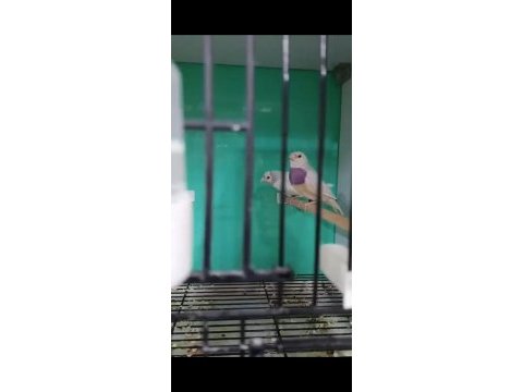 Golden finchler