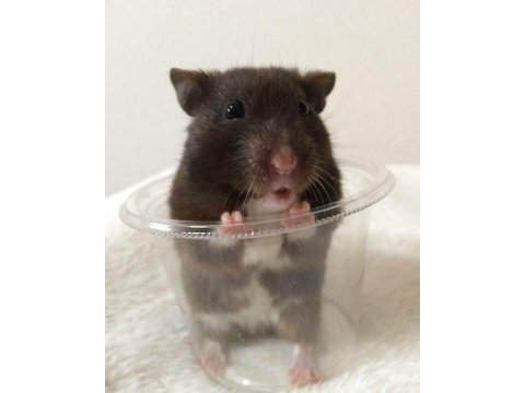Hamster gonzales yavrular heryere gönderim