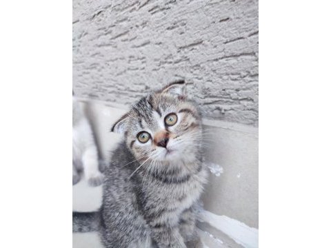 Scottish fold 2 aylıklar uygun puana