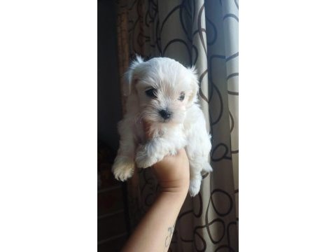 Dişi kore maltese terrier
