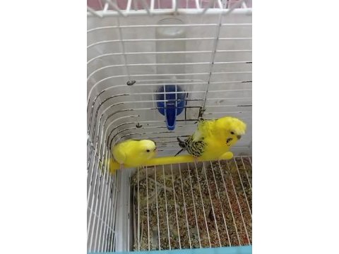 Yavrulu takım japones muhabbet kuşu