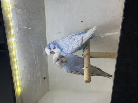 Bebek çek muhabbet kuşlar