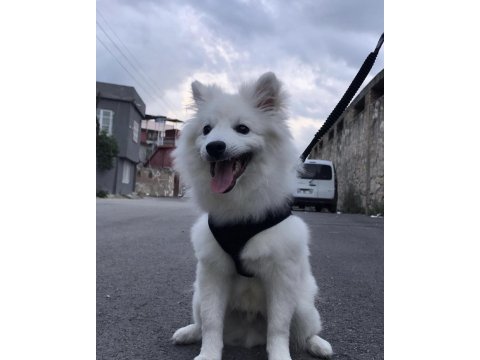 Pomeranian spitz
